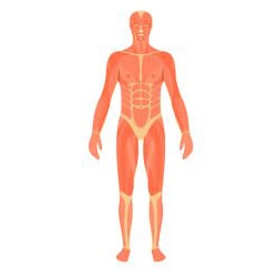 El Cuerpo Humano y todos sus musculos