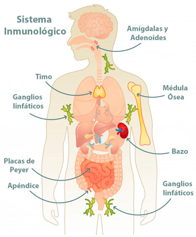 Sistema Inmune - Partes y Funciones