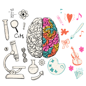 Partes del Cerebro Humano